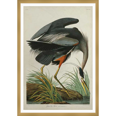 A stunning ornithological illustration showcases a Great Blue Heron in a lifelike pose, delicately depicted in striking detail and vibrant color. The artwork features a majestic bird with extended wings and elegant posture, rendered in a vintage style for a touch of classic elegance.