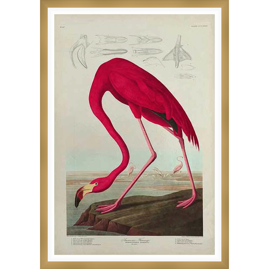 A vibrant illustration showcases an American Flamingo gracefully leaning over a rock formation, with intricate details of its plumage and anatomy. This artwork embodies a classic, scientific style with a touch of elegance.