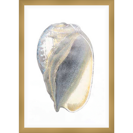 A detailed vintage illustration depicts a seashell in intricate detail, showcasing the natural beauty and delicate textures of marine life. The artwork is rendered in a classic, elegant style that would complement any home decor.