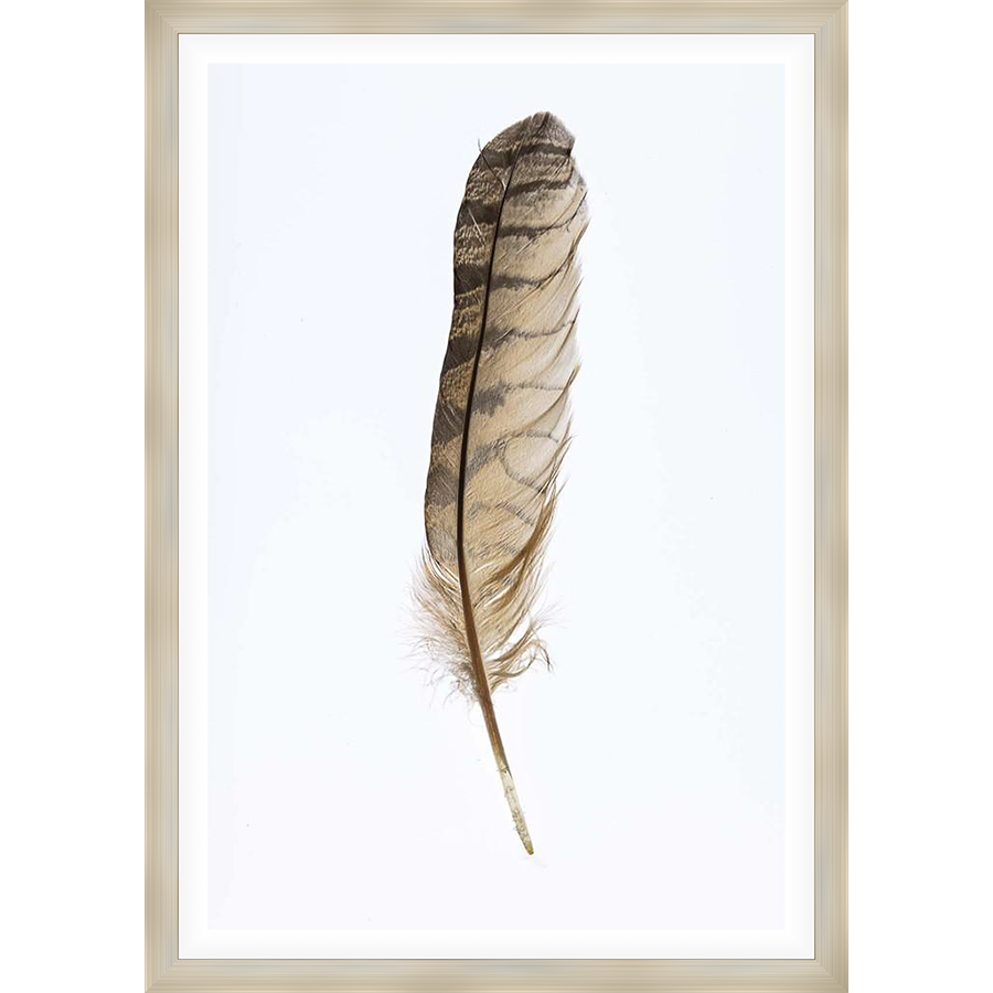 A delicate feather, rendered in intricate detail, takes center stage in this artwork. Its subtle coloration and graceful form capture the essence of nature's beauty, creating a tranquil and artistic accent for any space.