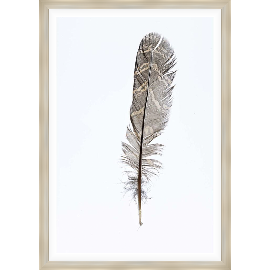 A detailed photograph captures the delicate beauty of a single feather, showcasing intricate patterns and textures against a crisp white background. This artwork evokes a sense of lightness and natural elegance.