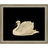 SWAN ON BLACK FIELD - Kings Fine Art & Decor