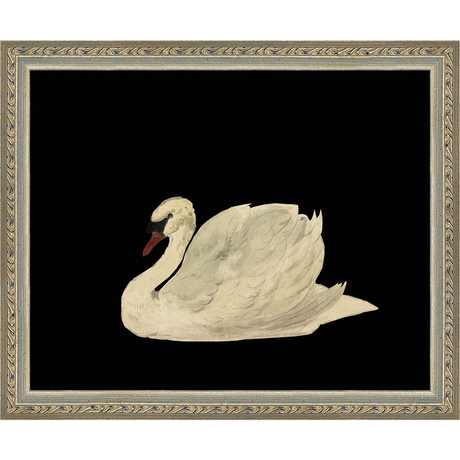 SWAN ON BLACK FIELD - Kings Fine Art & Decor