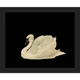 SA026-SWAN ON BLACK FIELD Hand framed in a matte black frame. Finished Size: W 11.25 in x H 9.25 in
