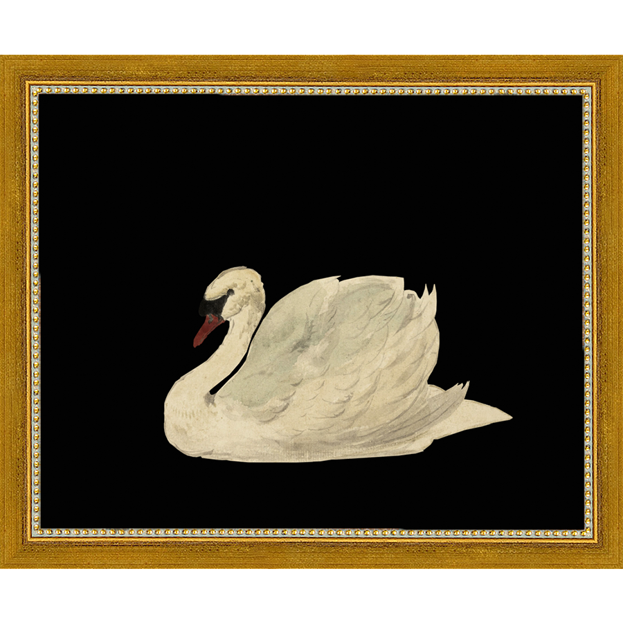 SA026-SWAN ON BLACK FIELD Hand framed in a transitional gold frame. Finished Size: W 11.25 in x H 9.25 in