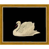 SA026-SWAN ON BLACK FIELD Hand framed in a transitional gold frame. Finished Size: W 11.25 in x H 9.25 in