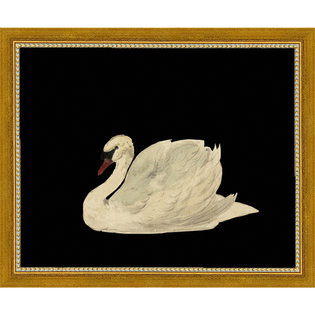 SA026-SWAN ON BLACK FIELD Hand framed in a transitional gold frame. Finished Size: W 11.25 in x H 9.25 in