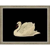 SWAN ON BLACK FIELD - Kings Fine Art & Decor