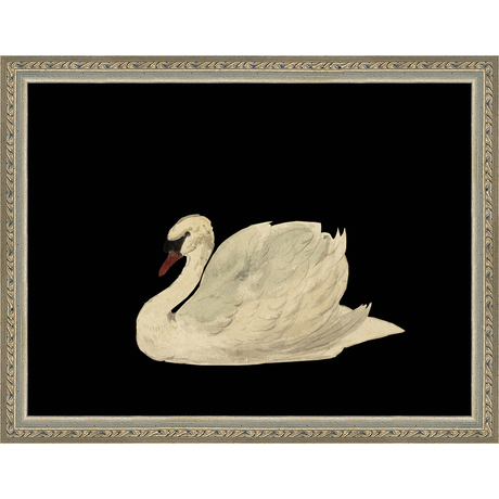 SWAN ON BLACK FIELD - Kings Fine Art & Decor