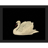 SA026-SWAN ON BLACK FIELD Hand framed in a matte black frame. Finished Size: W 13.25 in x H 10.25 in