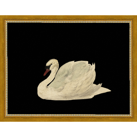 SWAN ON BLACK FIELD - Kings Fine Art & Decor