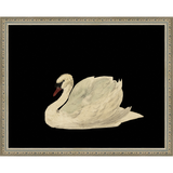 SA026-SWAN ON BLACK FIELD Hand framed in an ornate dark silver frame. Finished Size: W 15.25 in x H 12.25 in