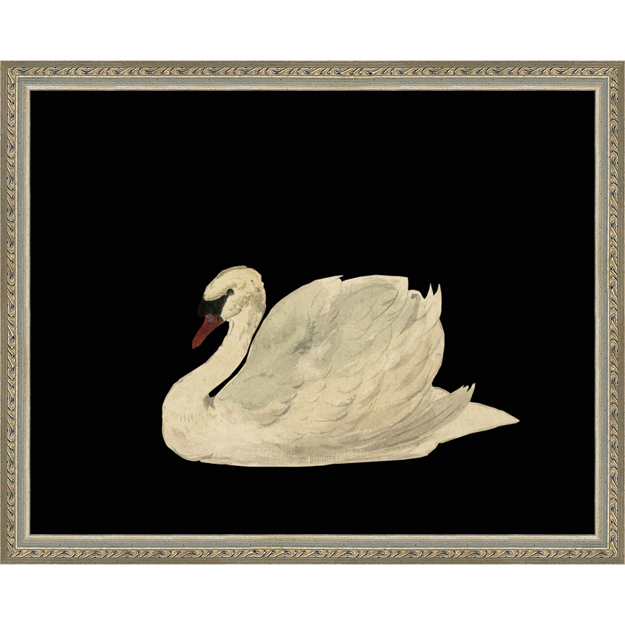 SWAN ON BLACK FIELD - Kings Fine Art & Decor