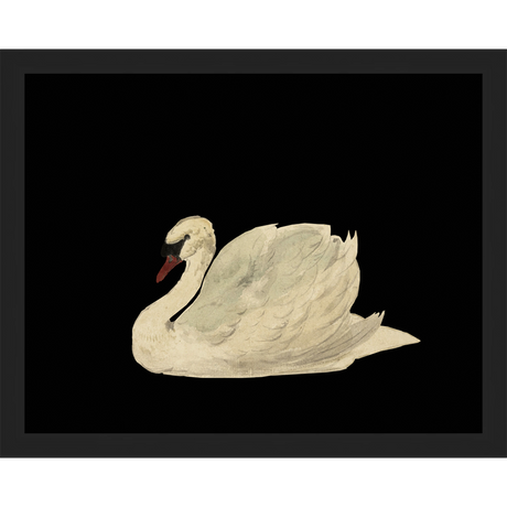 SWAN ON BLACK FIELD - Kings Fine Art & Decor