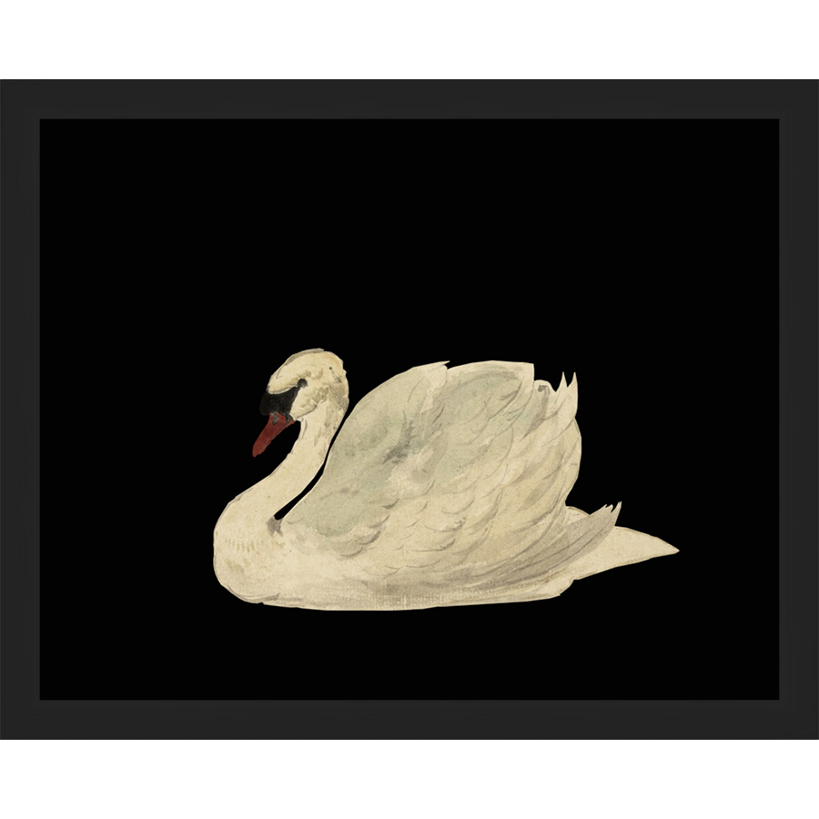 SA026-SWAN ON BLACK FIELD Hand framed in a matte black frame. Finished Size: W 15.25 in x H 12.25 in