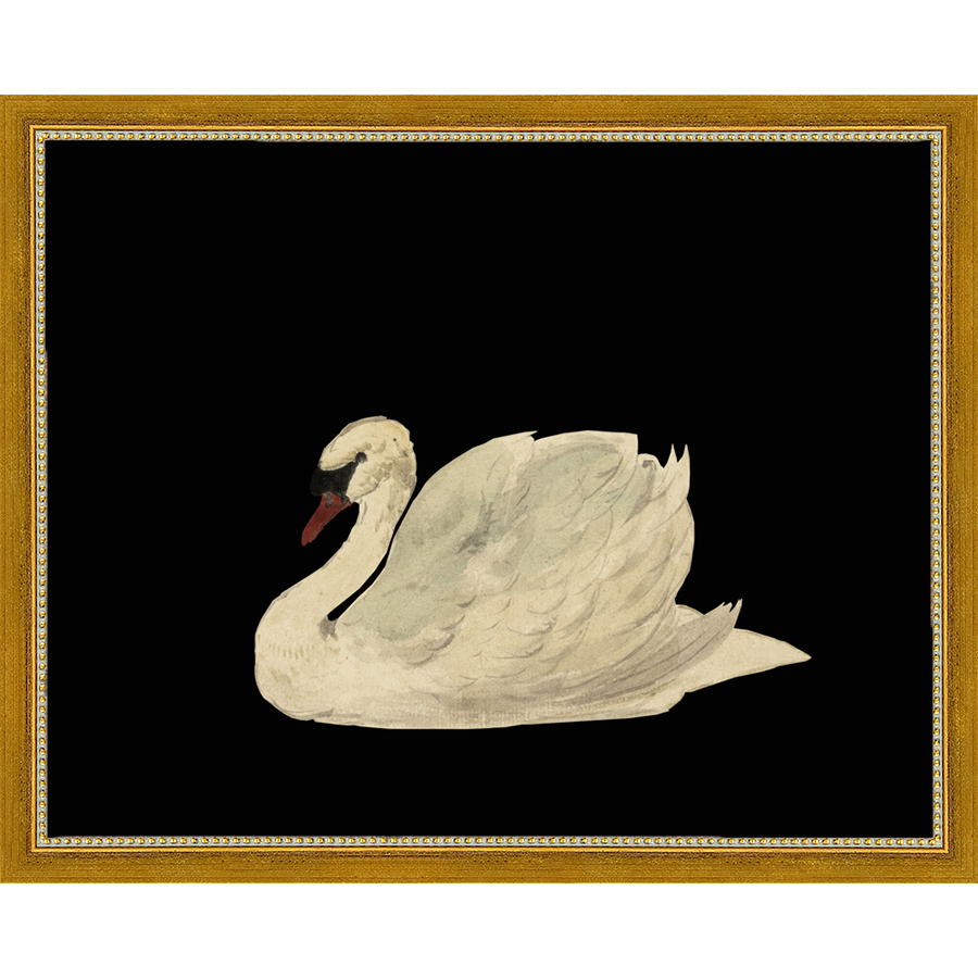 SWAN ON BLACK FIELD - Kings Fine Art & Decor