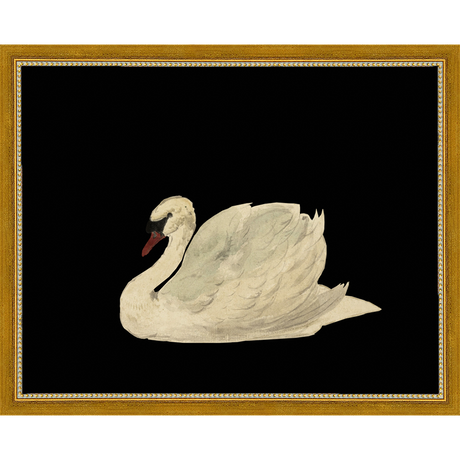 SWAN ON BLACK FIELD - Kings Fine Art & Decor