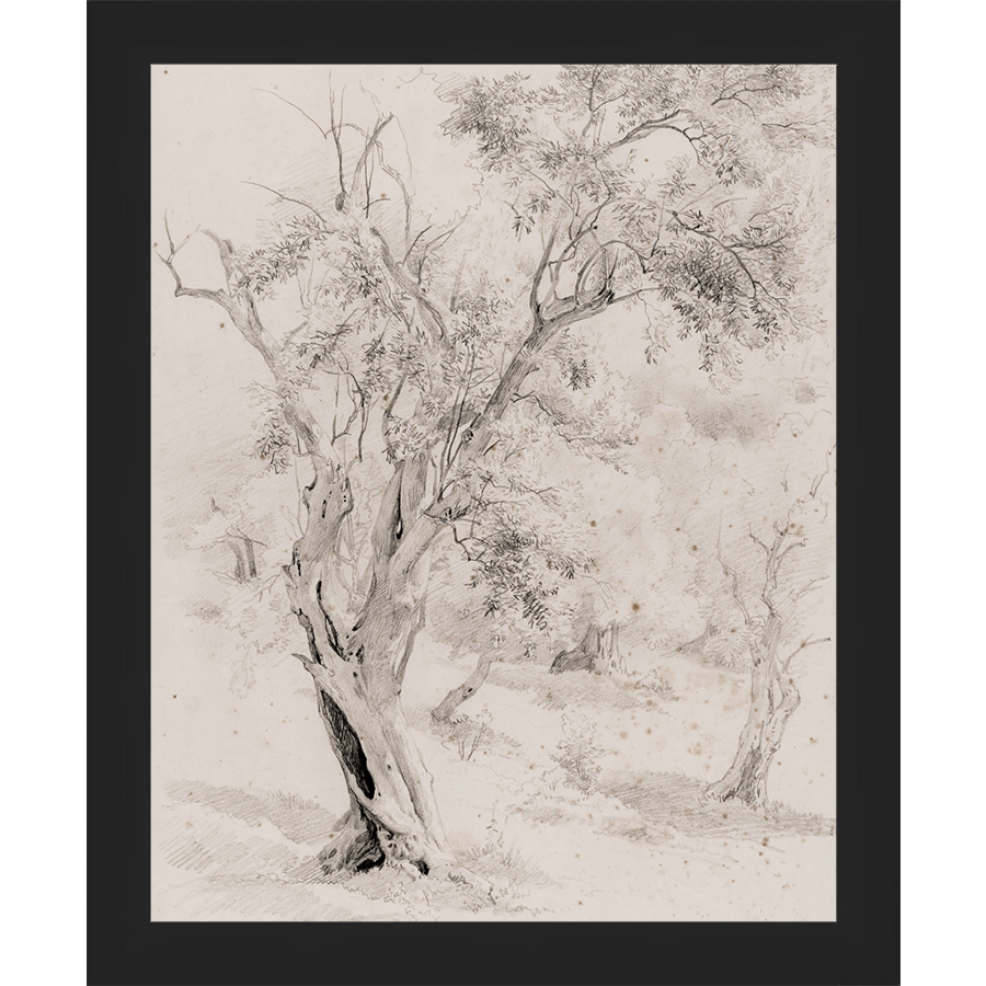 SA061-VINTAGE OLIVE TREE Hand framed in a matte black frame. Finished Size: W 9.25 in x H 11.25 in