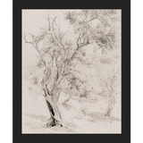 VINTAGE OLIVE TREE - Kings Fine Art & Decor