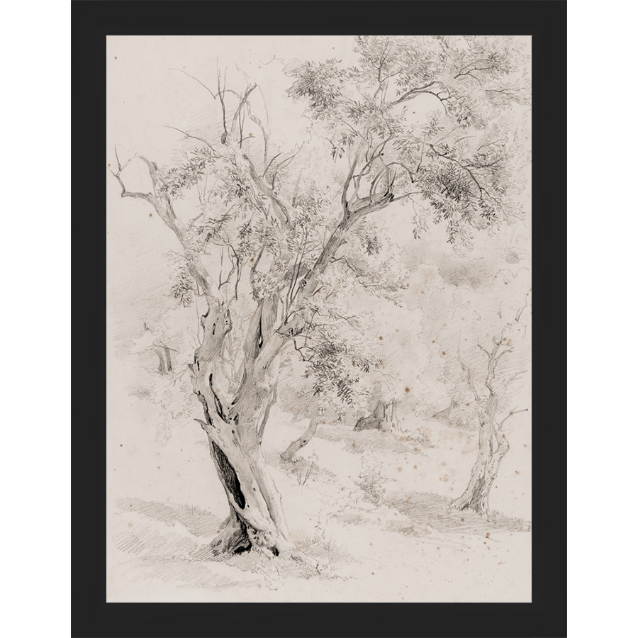 SA061-VINTAGE OLIVE TREE Hand framed in a matte black frame. Finished Size: W 10.25 in x H 13.25 in