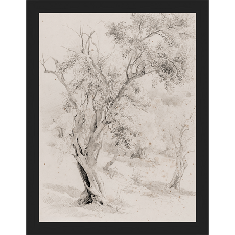 VINTAGE OLIVE TREE - Kings Fine Art & Decor