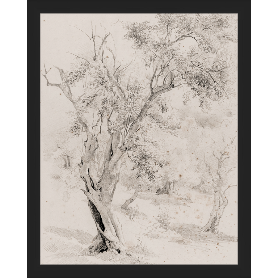 VINTAGE OLIVE TREE - Kings Fine Art & Decor