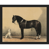 SA135-HORSE AND DOG Hand framed in a matte black frame. Finished Size: W 15.25 in x H 12.25 in
