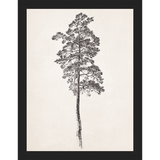 VINTAGE PINE TREE - Kings Fine Art & Decor