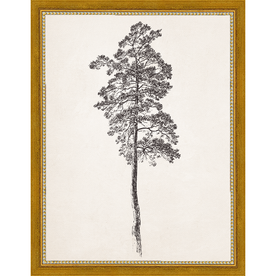 SA140-VINTAGE PINE TREE Hand framed in a transitional gold frame. Finished Size: W 10.25 in x H 13.25 in