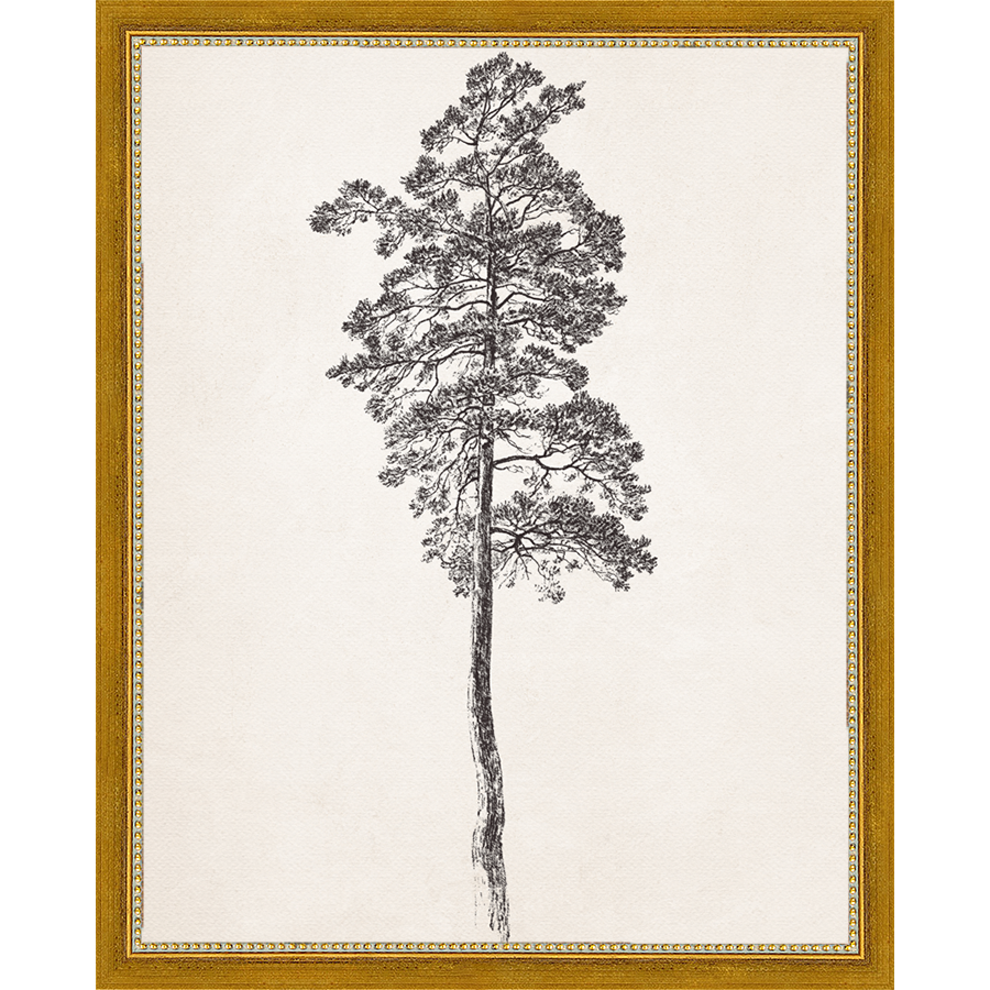 SA140-VINTAGE PINE TREE Hand framed in a transitional gold frame. Finished Size: W 12.25 in x H 15.25 in