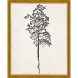 SA140-VINTAGE PINE TREE Hand framed in a transitional gold frame. Finished Size: W 12.25 in x H 15.25 in