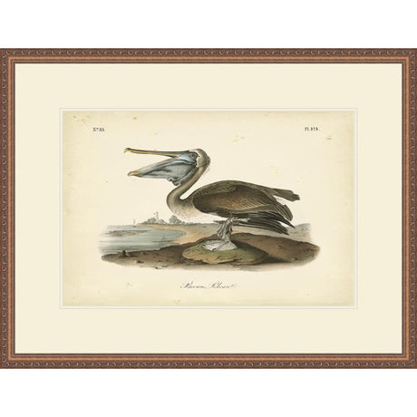 AUDUBON BROWN PELICAN - Kings Fine Art & Decor