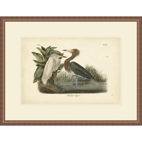 AUDUBON REDDISH EGRET - Kings Fine Art & Decor