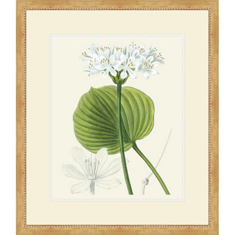 LES FLEURS BLANCHES II - Kings Fine Art & Decor