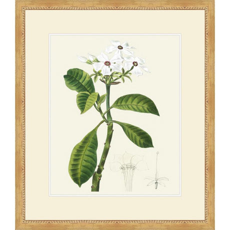 LES FLEURS BLANCHES IV - Kings Fine Art & Decor