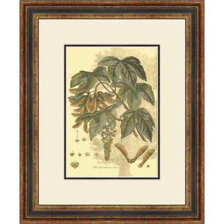 SMALL ANTIQUE SYCAMORE TREE - Kings Fine Art & Decor