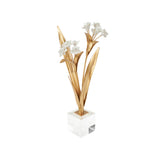 Paperwhite Narcissus