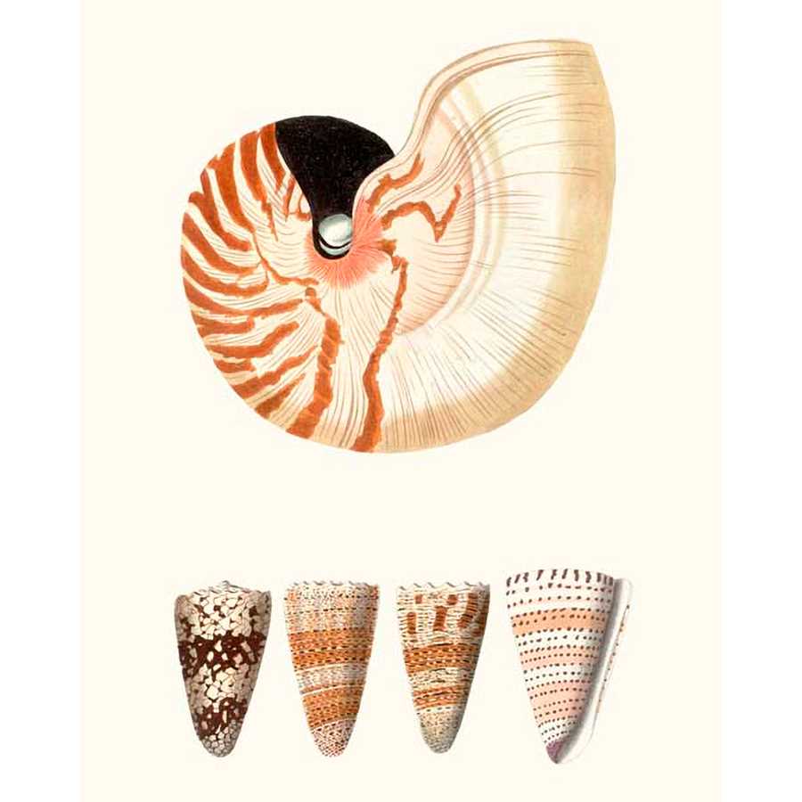 SHELL COLLECTION I by Vision Studio , Item#CG001568C, Matte Canvas, Art, Giclée on Canvas, Vertical, Small