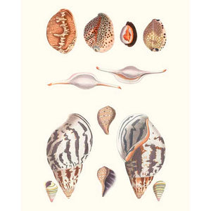 SHELL COLLECTION II by Vision Studio , Item#CG001569C, Matte Canvas, Art, Giclée on Canvas, Vertical, Small