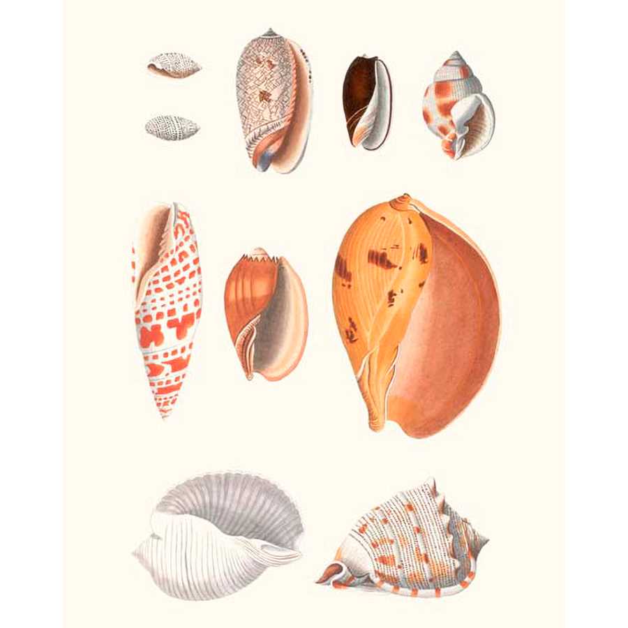 SHELL COLLECTION III by Vision Studio , Item#CG001570C, Matte Canvas, Art, Giclée on Canvas, Vertical, Small