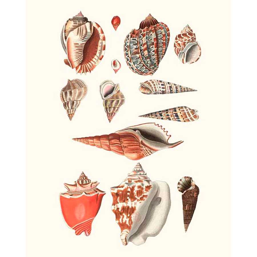 SHELL COLLECTION IV by Vision Studio , Item#CG001571C, Matte Canvas, Art, Giclée on Canvas, Vertical, Small