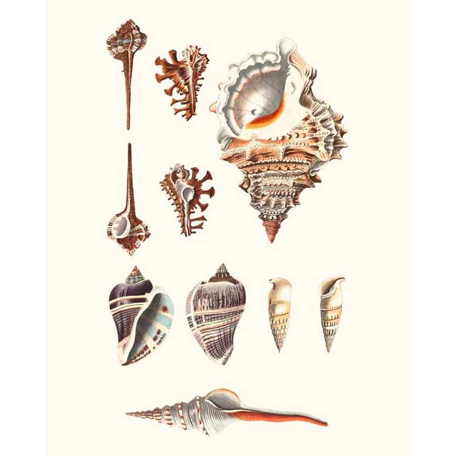 SHELL COLLECTION V by Vision Studio , Item#CG001572C, Matte Canvas, Art, Giclée on Canvas, Vertical, Small