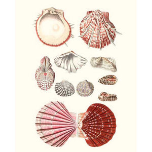 SHELL COLLECTION VI by Vision Studio , Item#CG001573C, Matte Canvas, Art, Giclée on Canvas, Vertical, Small