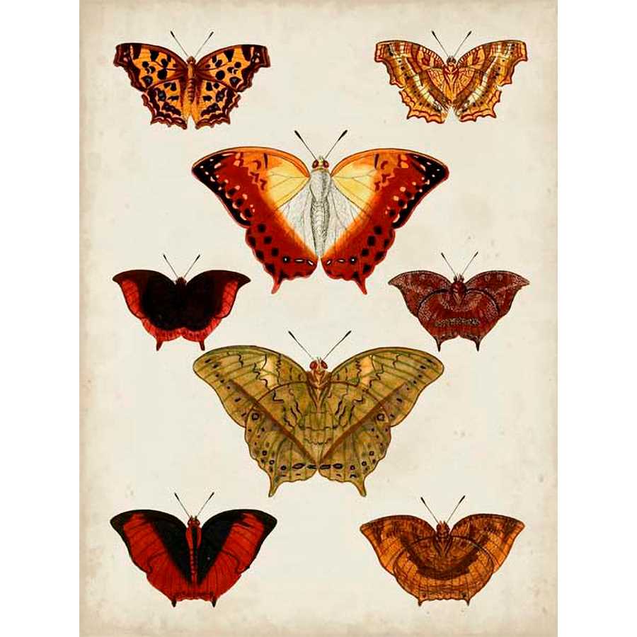 BUTTERFLIES DISPLAYED I by Vision Studio, Item#CG001574C, Matte Canvas, Art, Giclée on Canvas, Vertical, Small