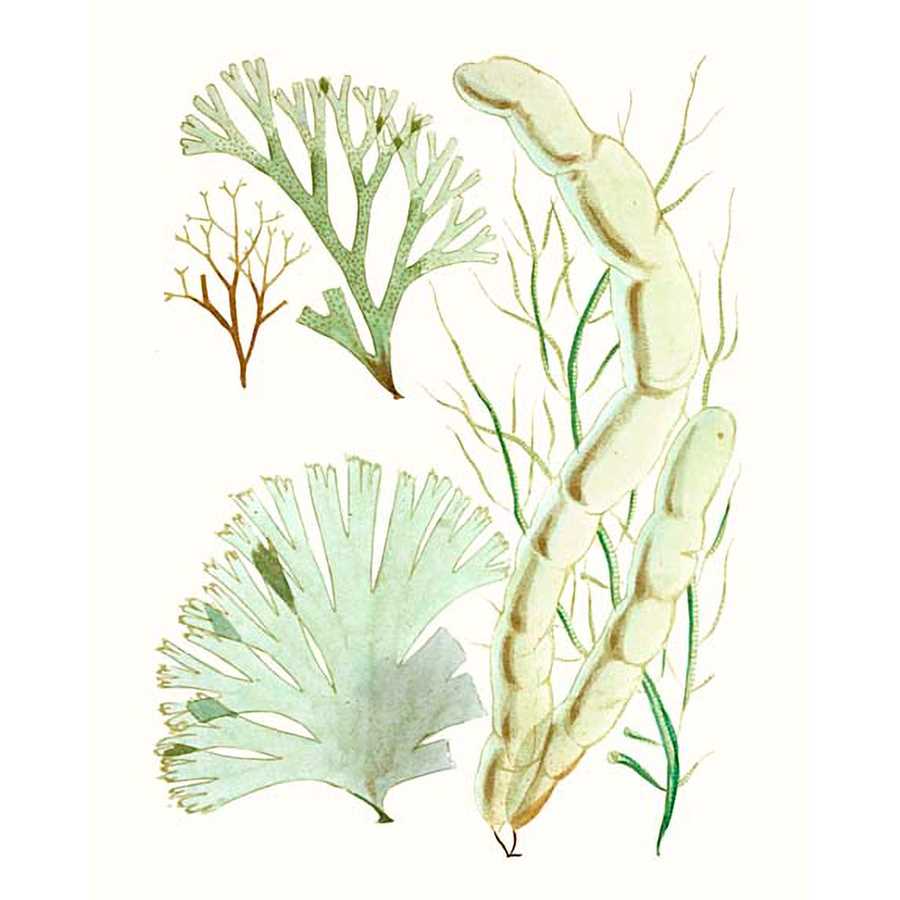 ANTIQUE SEAWEED COMPOSITION I by Vision Studio , Item#CG001585C, Matte Canvas, Art, Giclée on Canvas, Vertical, Small