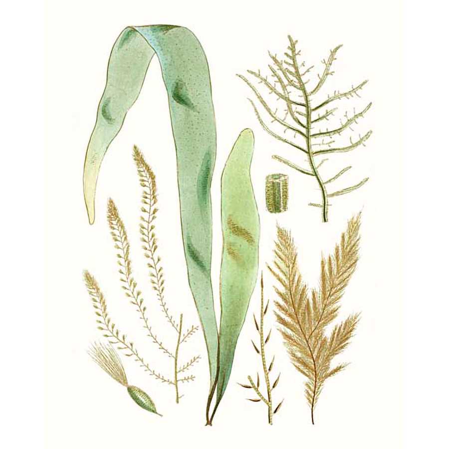 ANTIQUE SEAWEED COMPOSITION II by Vision Studio , Item#CG001586C, Matte Canvas, Art, Giclée on Canvas, Vertical, Small