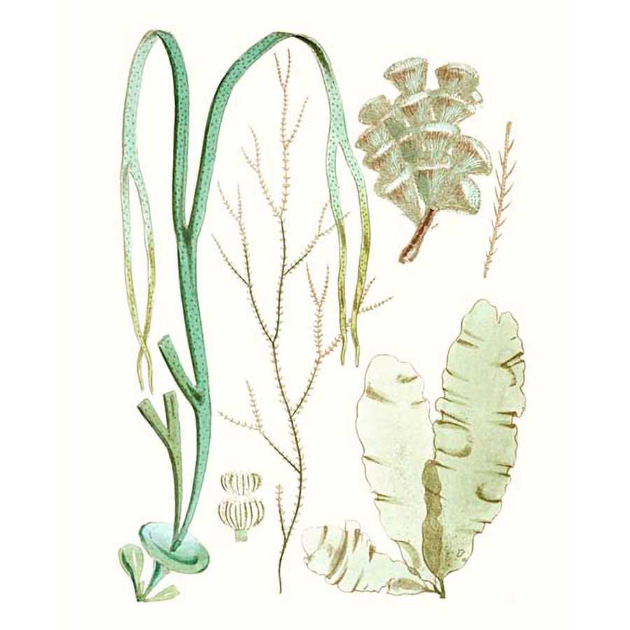ANTIQUE SEAWEED COMPOSITION IV by Vision Studio , Item#CG001588C, Matte Canvas, Art, Giclée on Canvas, Vertical, Small