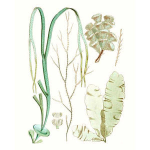 ANTIQUE SEAWEED COMPOSITION IV by Vision Studio , Item#CG001588C, Matte Canvas, Art, Giclée on Canvas, Vertical, Small