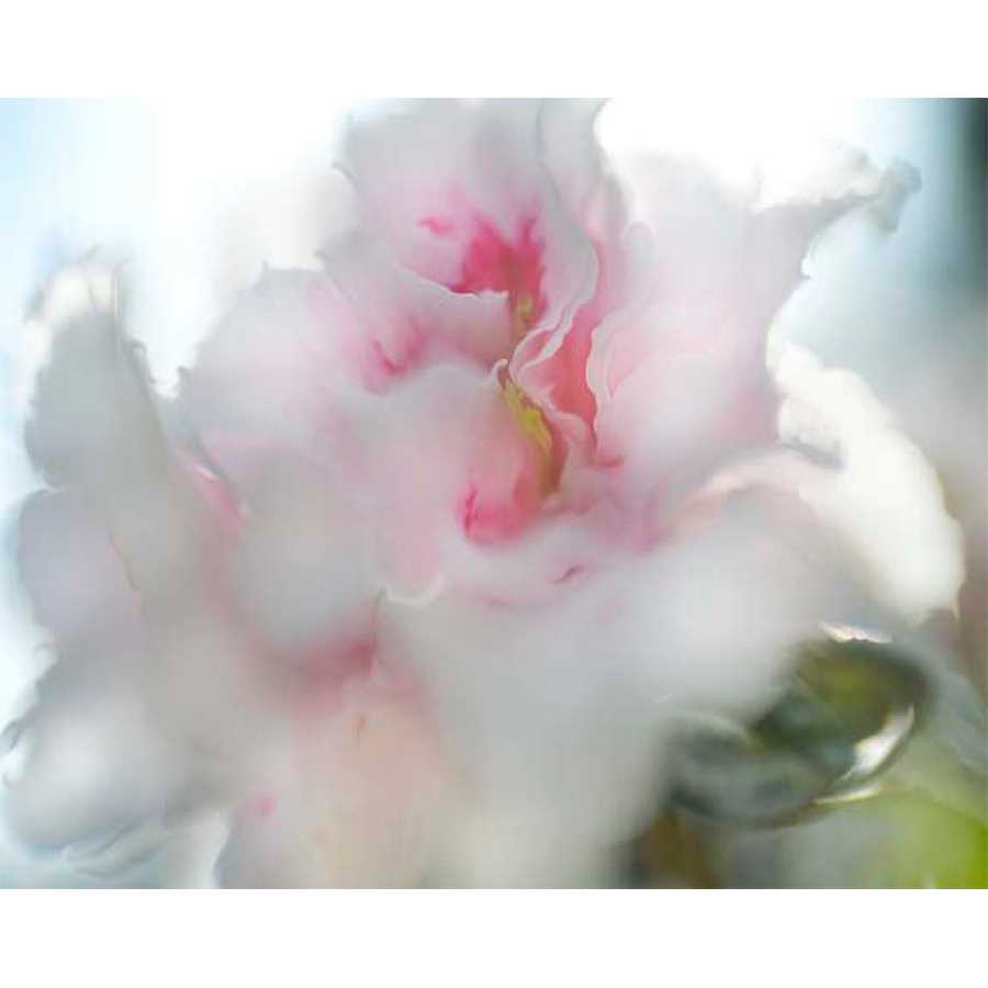 HOPE IN PINK II by Gillian Hunt , Item#CG001686C, Matte Canvas, Art, Giclée on Canvas, Horizontal, Small