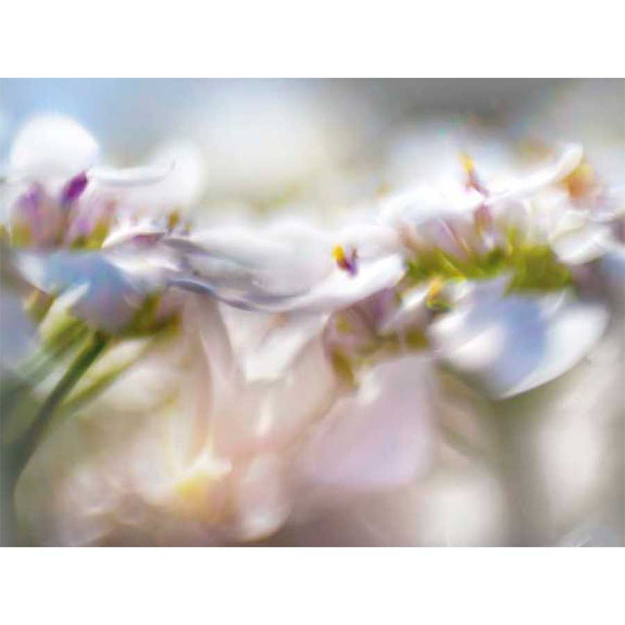 MIST OF LILAC II by Gillian Hunt , Item#CG001698C, Matte Canvas, Art, Giclée on Canvas, Horizontal, Small